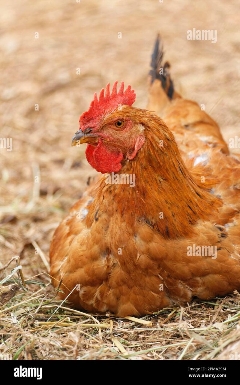 Image: Descubra os Segredos de Aventura no Jogo de Roda do Frango em Portugal