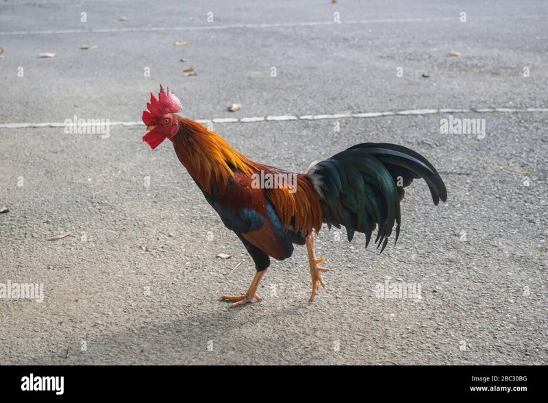 Chicken road online - Descubre El Misterio de la Ruta del Pollo en España en Internet Chicken road online - Descubre El Misterio de la Ruta del Pollo en España en Internet