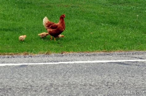 Descubre el Misterioso Camino del Pollo en Casinos y Sitios en Línea de España - overview